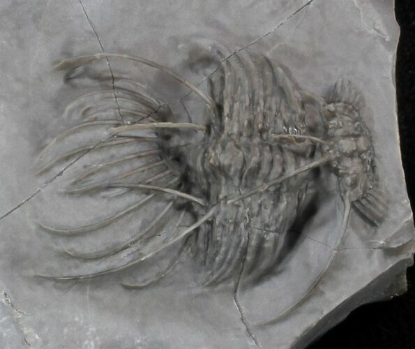 Undescribed Radiaspis Trilobite From Jorf - Incredibly Rare #34771